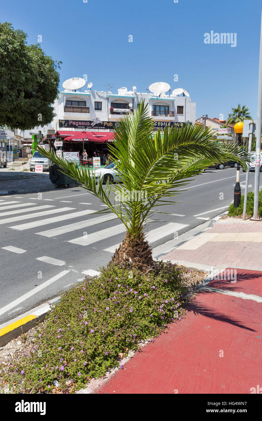 CYCAS Palme in der Nähe von der Straße in Paphos touristischen Gegend. Paphos ist eine Küstenstadt touristische Resort Stadt im Südwesten von Zypern. Stockfoto