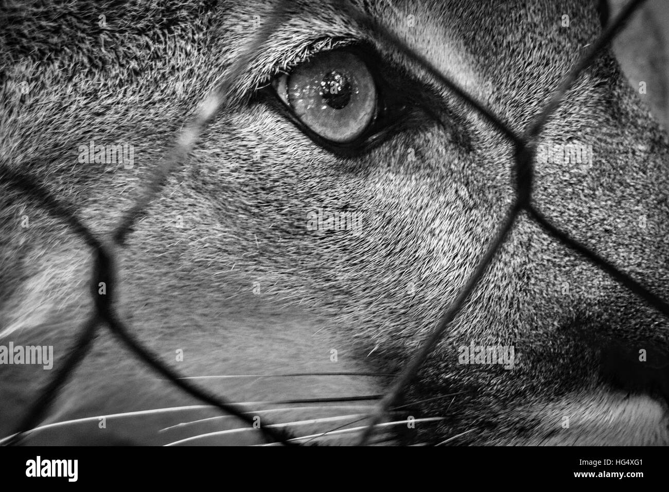 Nahaufnahme von einem Puma hinter einem Zaun Stockfoto