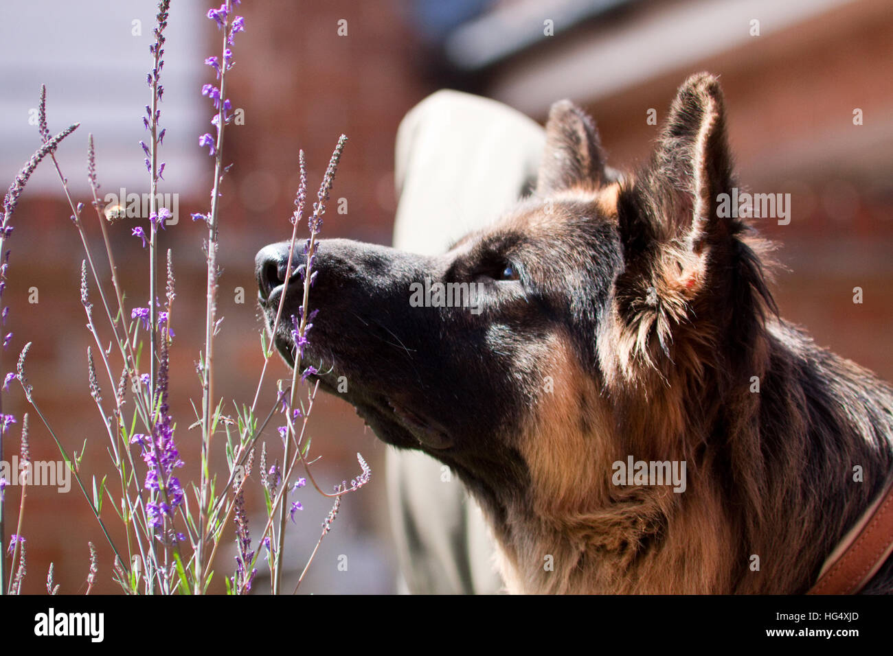 Deutsche Sheppard Stockfoto