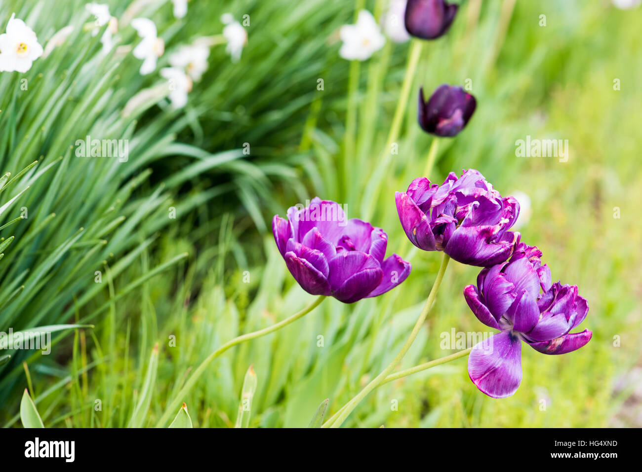 Violette Tulpen in einem Feld bei Tageslicht Stockfoto