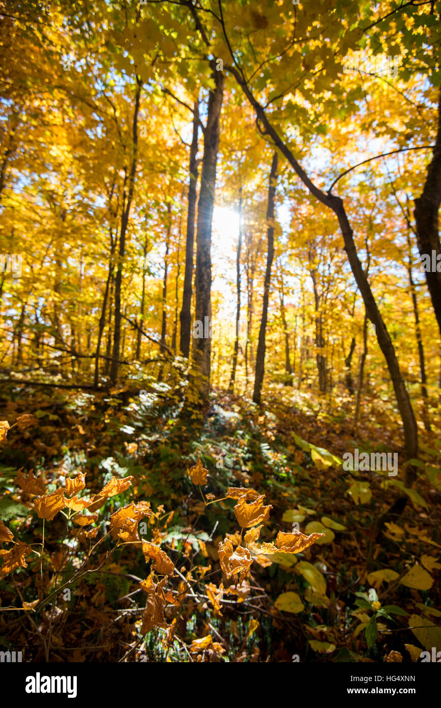 Gefallenen gelbes Blatt im herbstlichen Wald bei Tageslicht Stockfoto