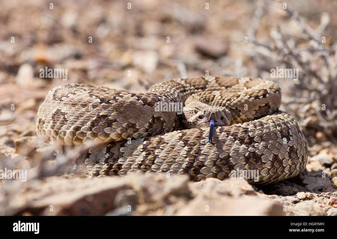 Aufgerollte Klapperschlange mit geringen Schärfentiefe. Schwerpunkt liegt auf den Schlangen-Augen. Stockfoto