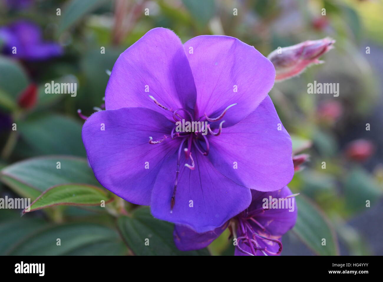 Nahaufnahme von lila Blume im Feld Stockfoto