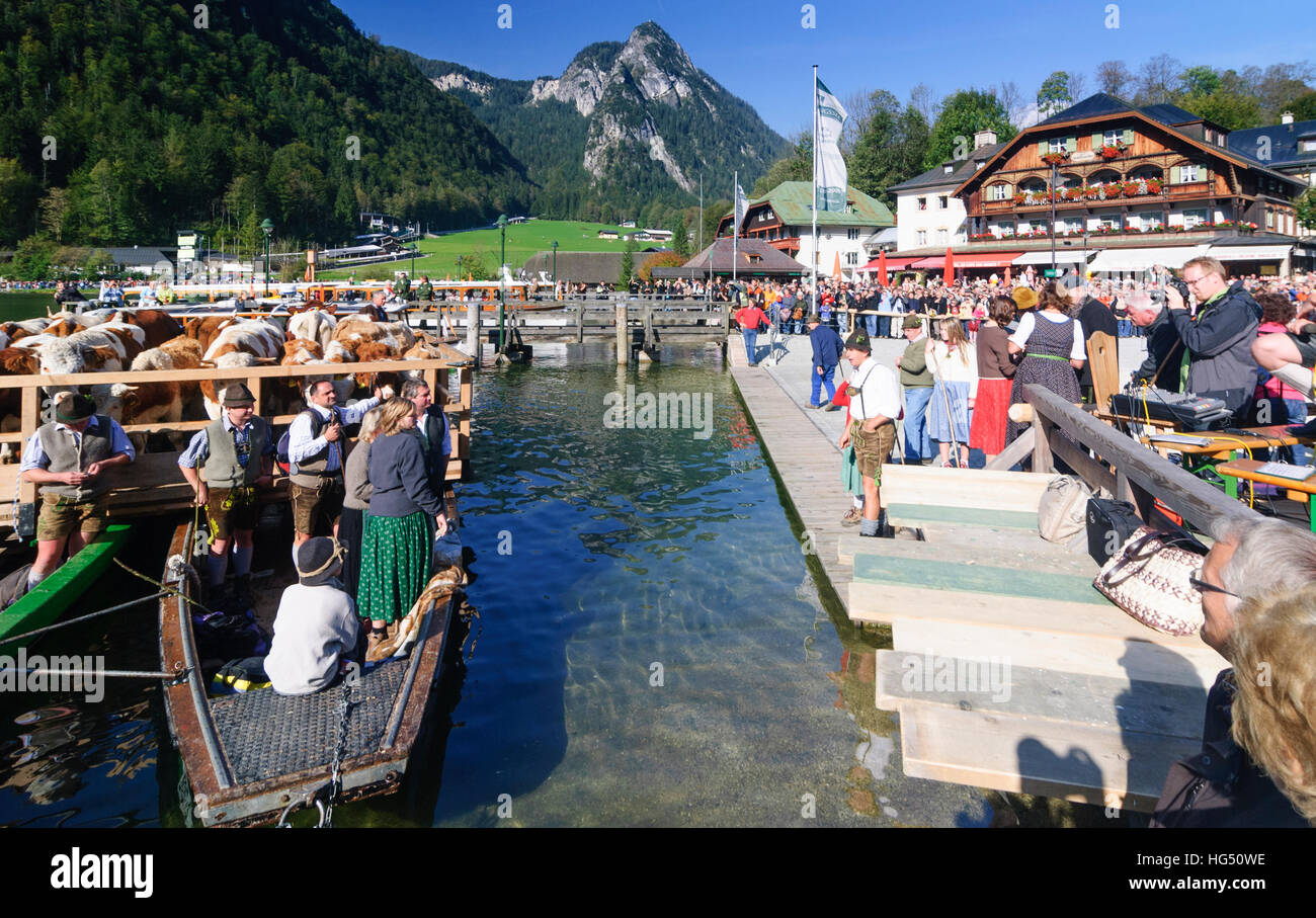 Schönau Königssee bin: Almabtrieb Kühe über den Königssee in Transport-Schiffe (Landauer) brachte am Steg, Oberbayern, obere Bavar Stockfoto