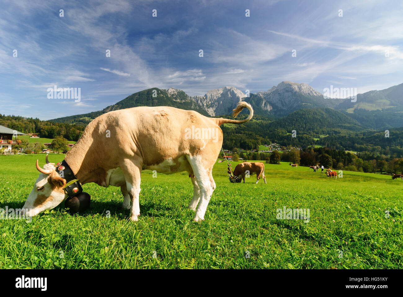 Schönau Königssee bin: Kuh mit Glocke, Weiden, Kühe, Oberbayern, Oberbayern, Bayern, Bayern, Deutschland Stockfoto