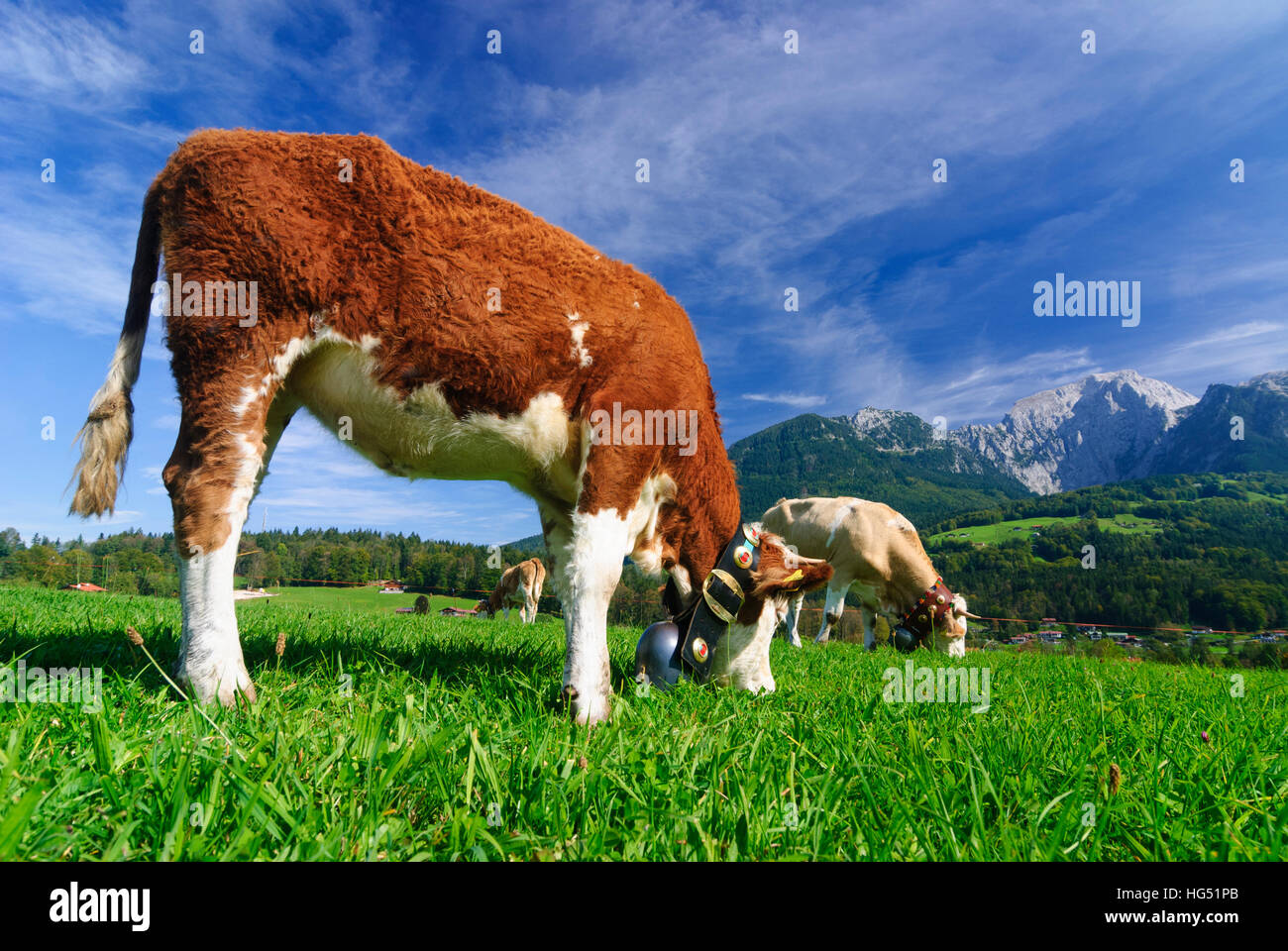 Schönau Königssee bin: Kuh mit Glocke, Weiden, Kühe, Oberbayern, Oberbayern, Bayern, Bayern, Deutschland Stockfoto