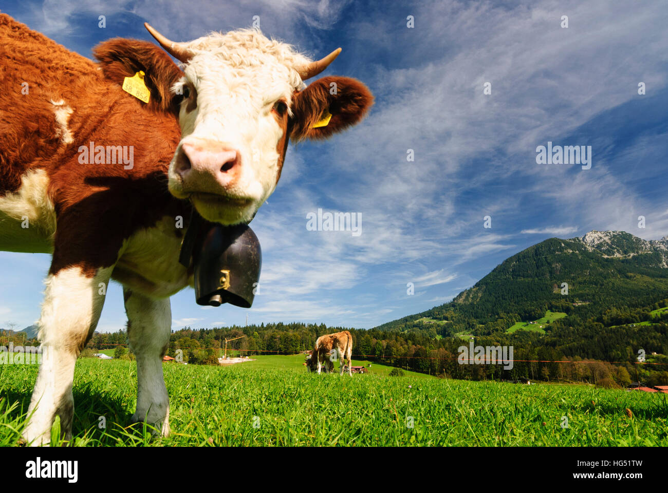 Schönau Königssee bin: Kuh mit Glocke, Weiden, Kühe, Oberbayern, Oberbayern, Bayern, Bayern, Deutschland Stockfoto