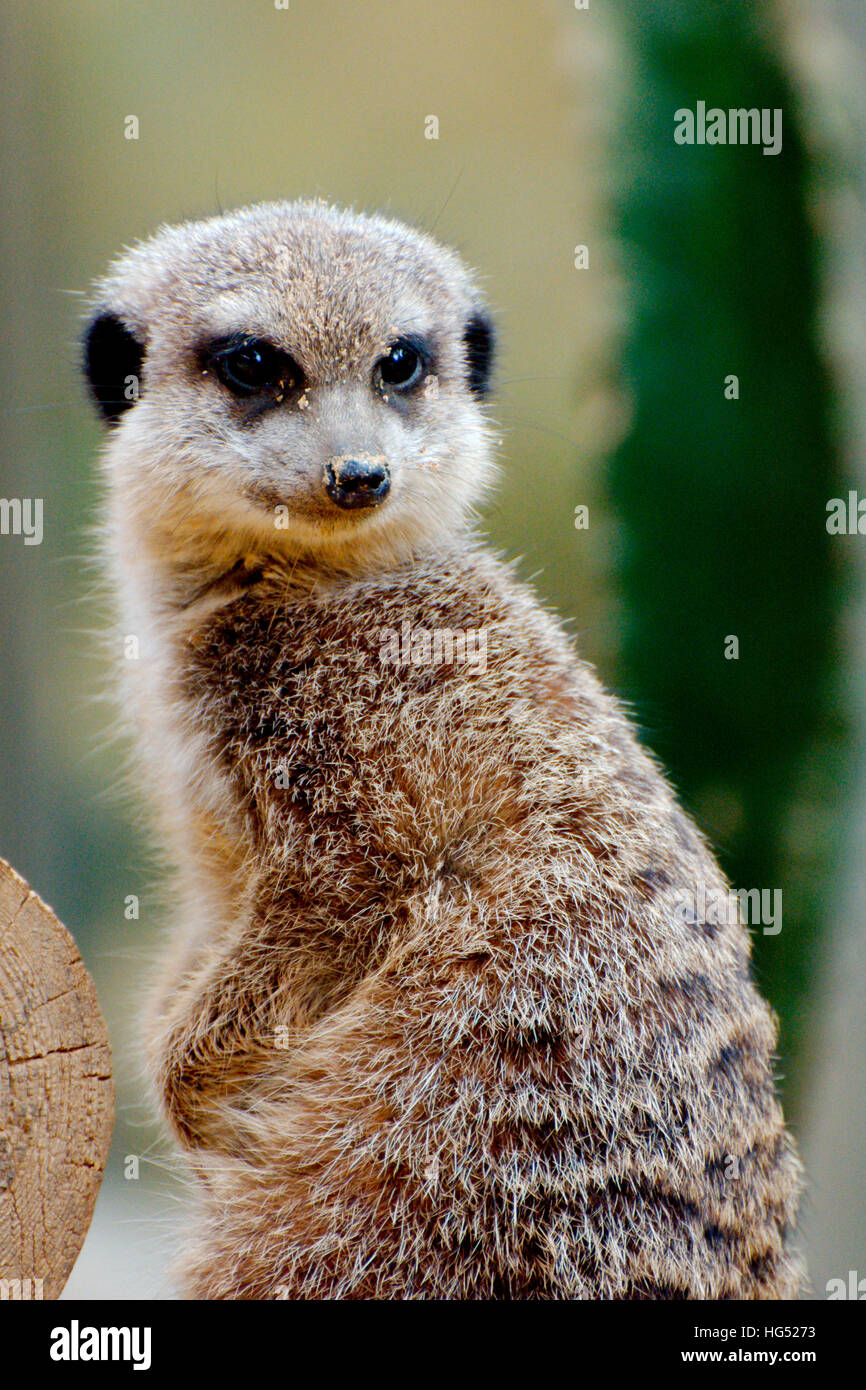 Alert Erdmännchen gerade für Gefahr im Herbst Stockfoto