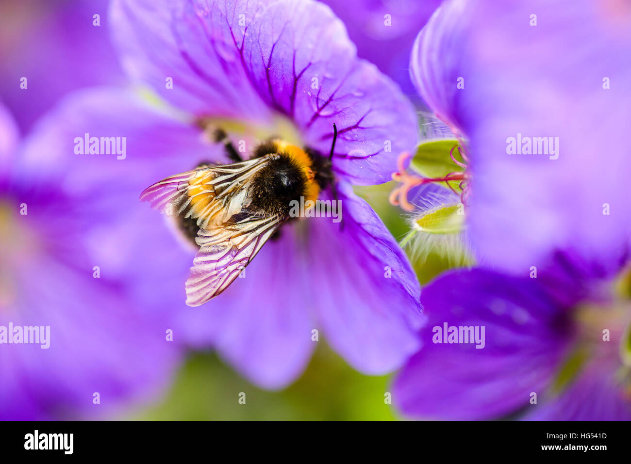 Hummel (wahrscheinlich Buff-tailed Hummel Bombus Terrestris) auf Wiese Storchschnabel (Geranium Pratense) Blume Edinburgh Schottland Stockfoto