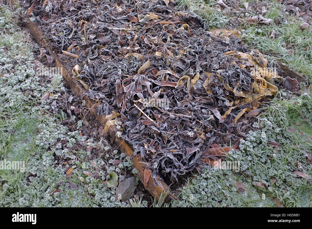 Gefrorene Algen, die auf einen Garten als Kompost ausgebreitet hat Stockfoto