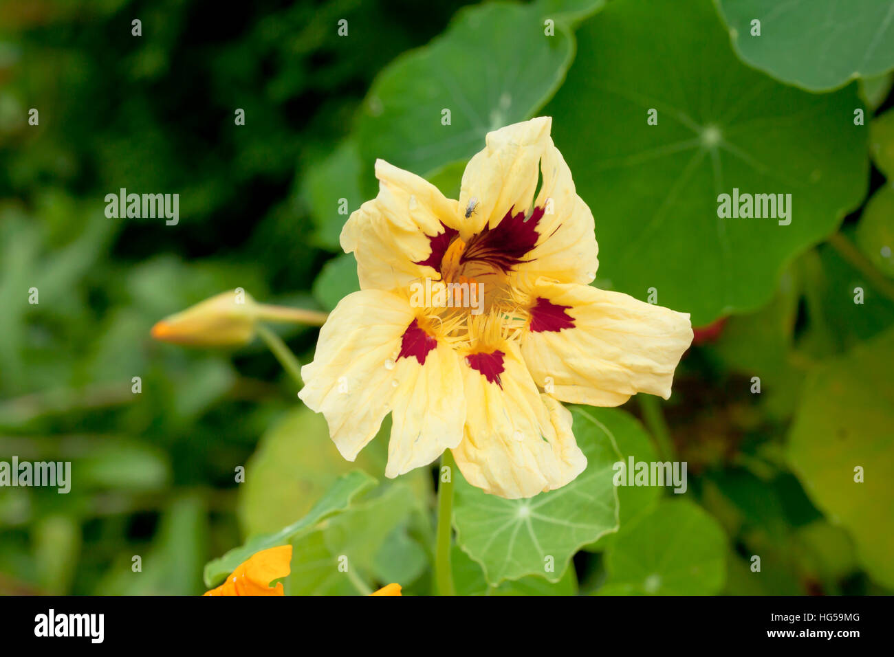 Die Blumen gelb Kapuzinerkresse im Garten, Nahaufnahme Makro Stockfoto