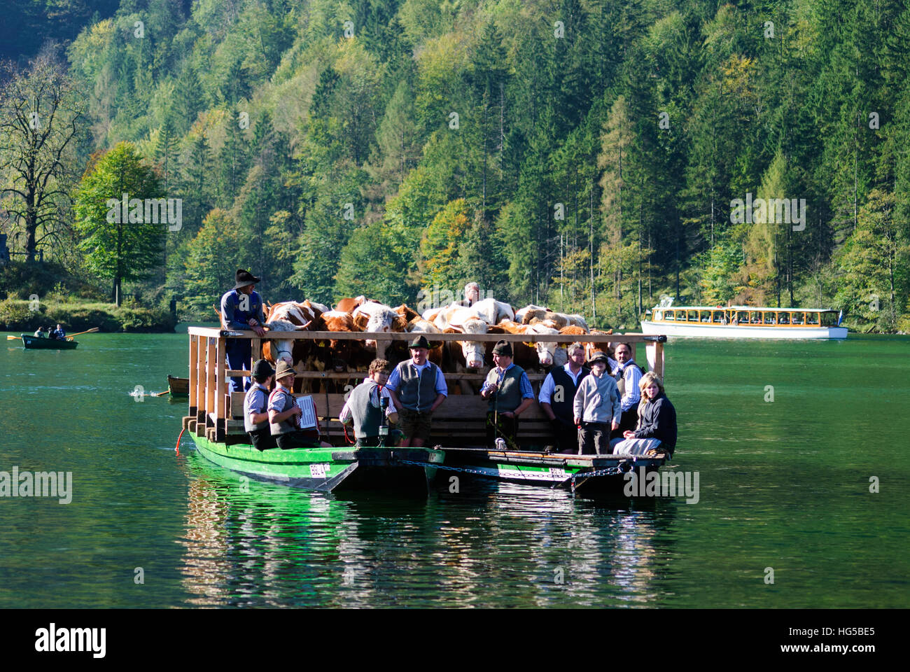 Schönau Königssee bin: Almabtrieb, Kühe, die über den Königssee in Transport Schiffe (Landauer), Oberbayern, Oberbayern, Bayer gebracht werden Stockfoto