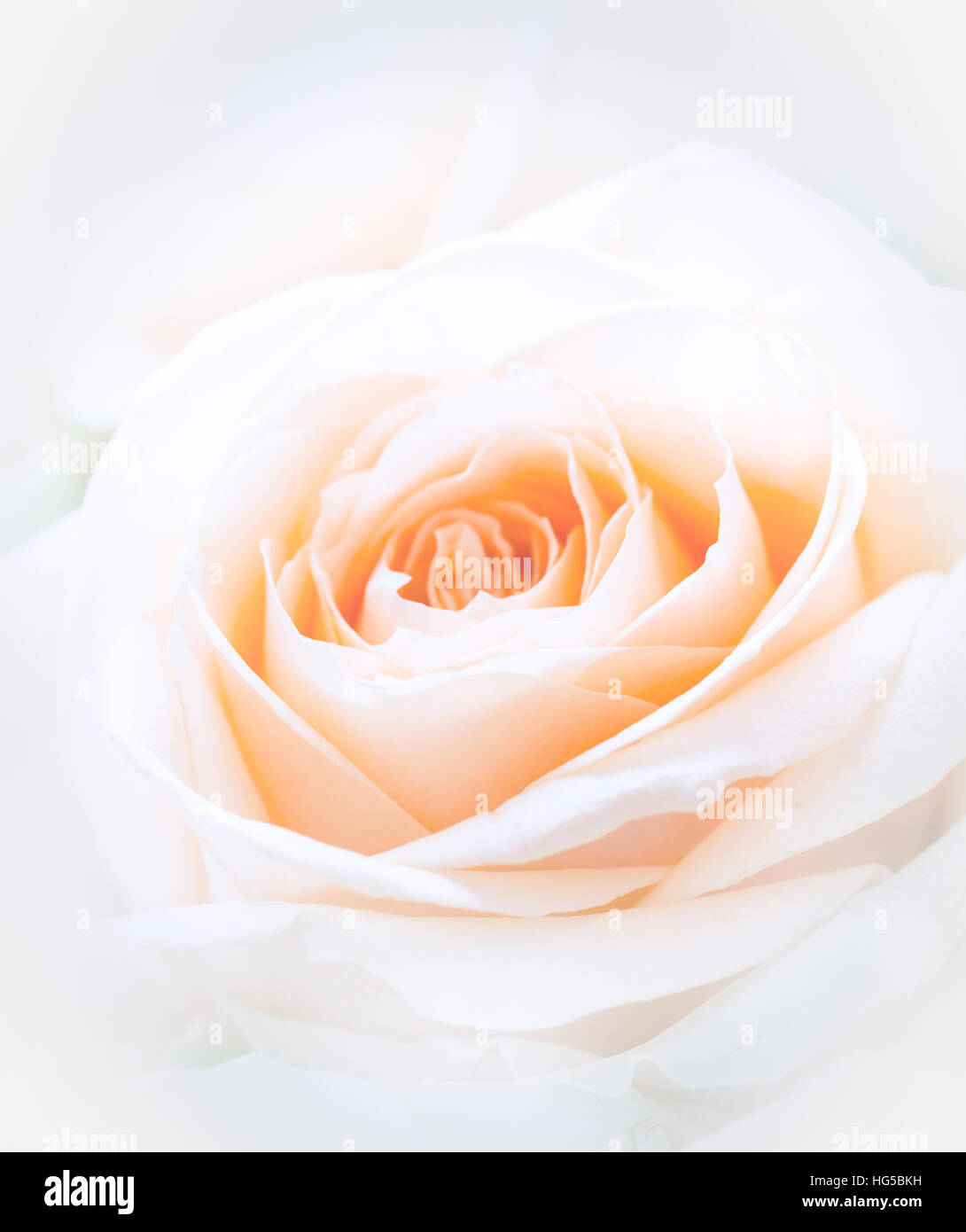 Blume Nahaufnahme Schuss von oben Stockfoto