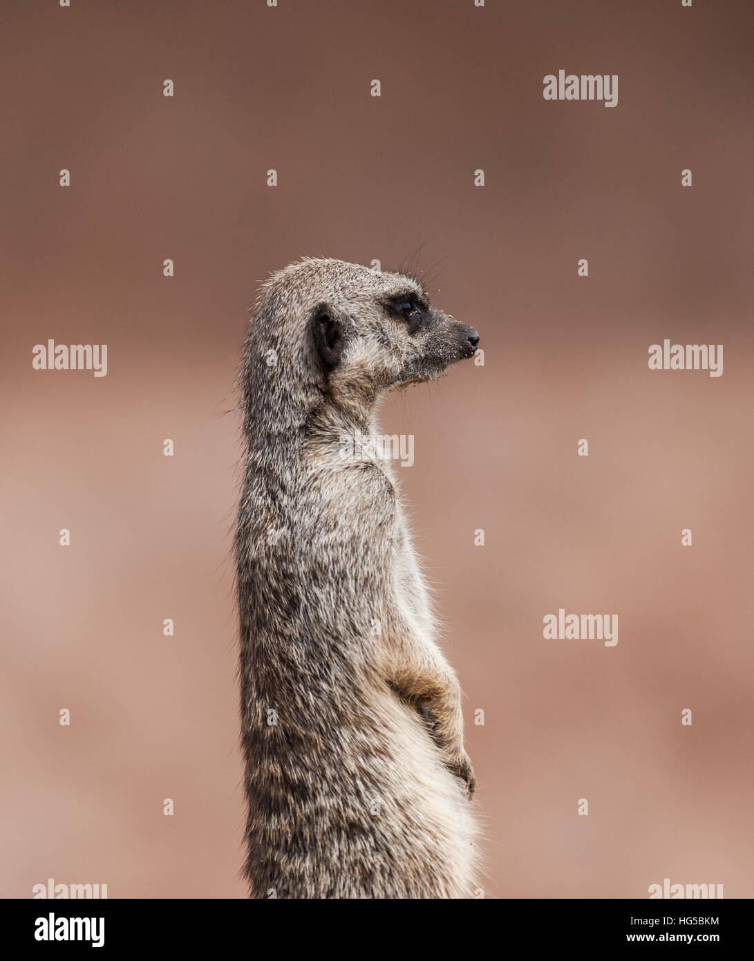 Erdmännchen mit unscharfen Hintergrund Ausschau Stockfoto