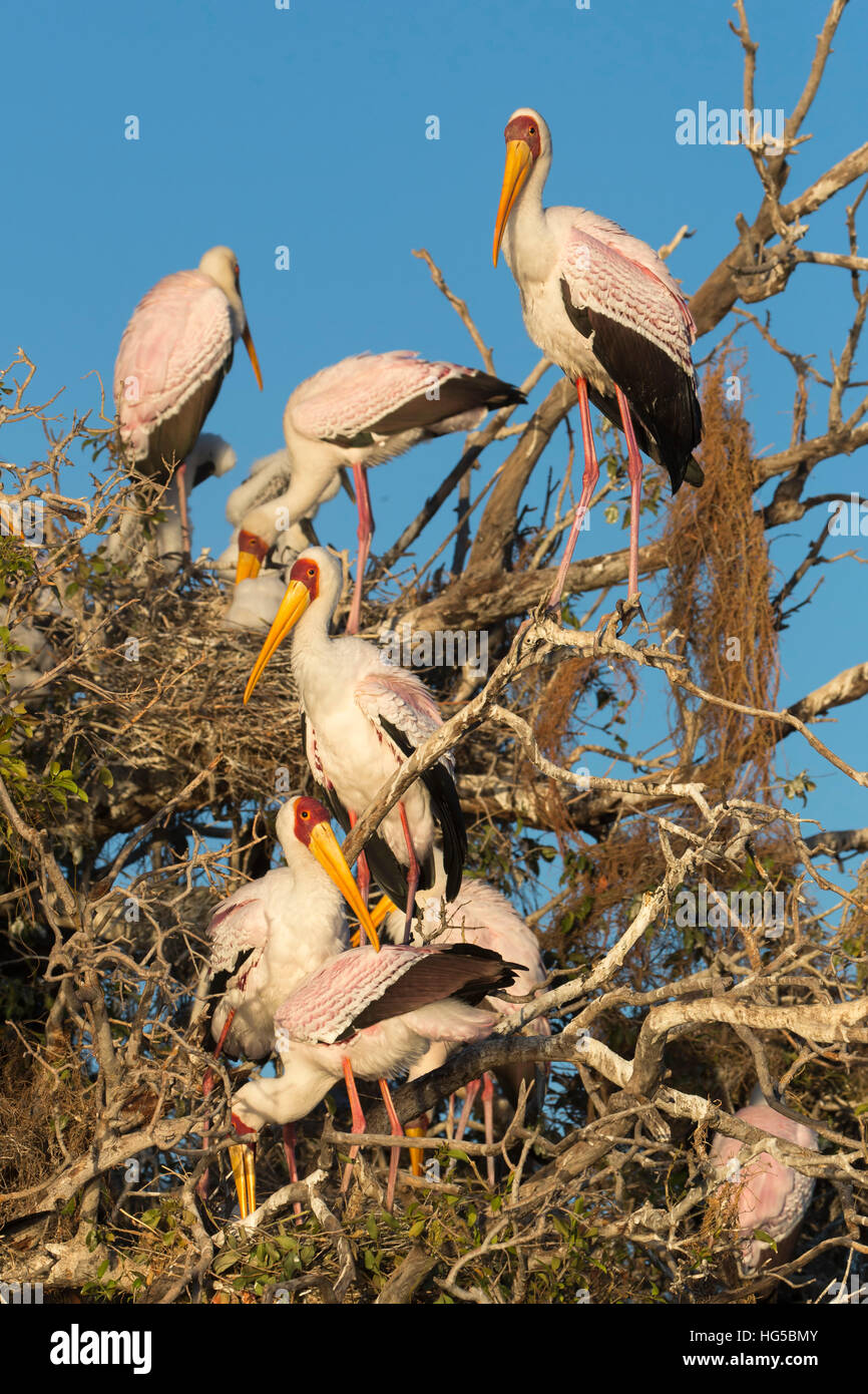 Gelb-billed Storch (Mycteria Ibis) bei Verschachtelung Kolonie, Chobe River, Botswana Stockfoto