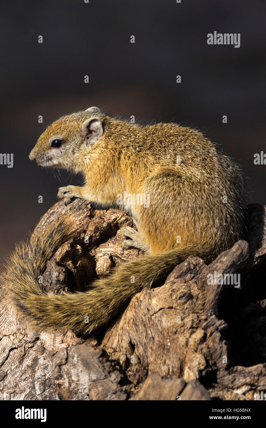 Baum (gelb-footed) Eichhörnchen (Paraxerus Cepapi), Chobe Nationalpark, Botswana Stockfoto