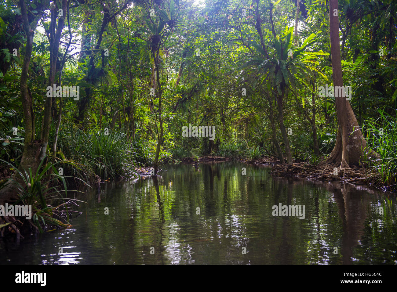 Yela Ka Wald Naturschutzgebiet ka Bäume im Südpazifik Yela Tal, Kosrae, Föderierte Staaten von Mikronesien, Stockfoto