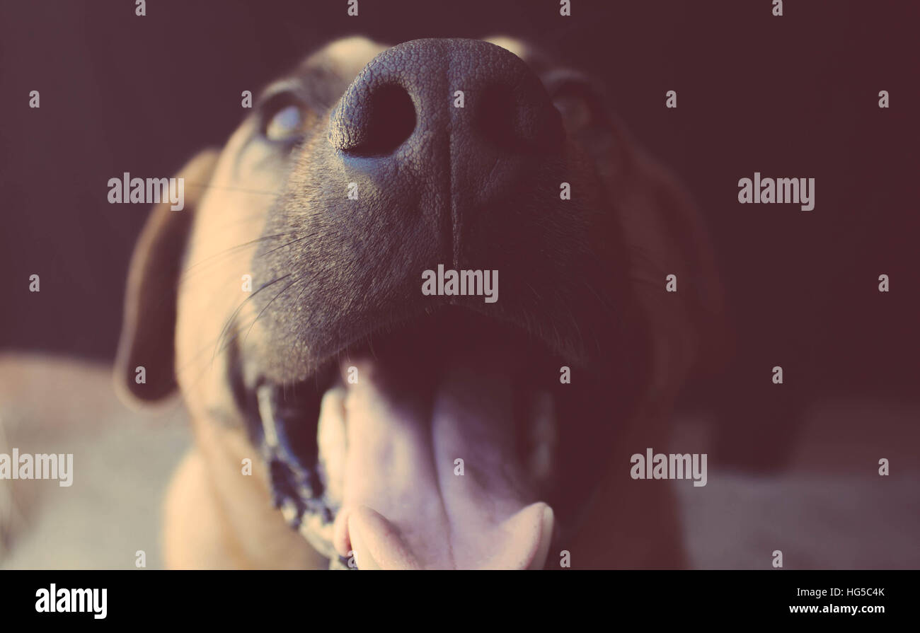 glücklicher Hund Stockfoto