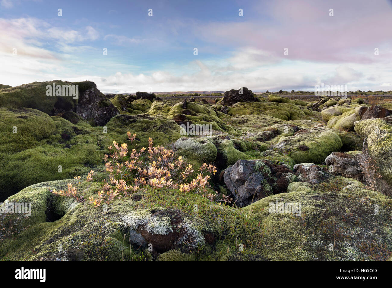 Moos Heide Vegetation auf Lava Boulder Bereich, Südisland, Polarregionen Stockfoto