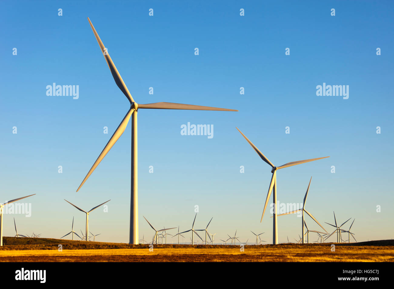 Wind-Turbinen, Whitelee Windpark, East Renfrewshire, Schottland, Vereinigtes Königreich Stockfoto