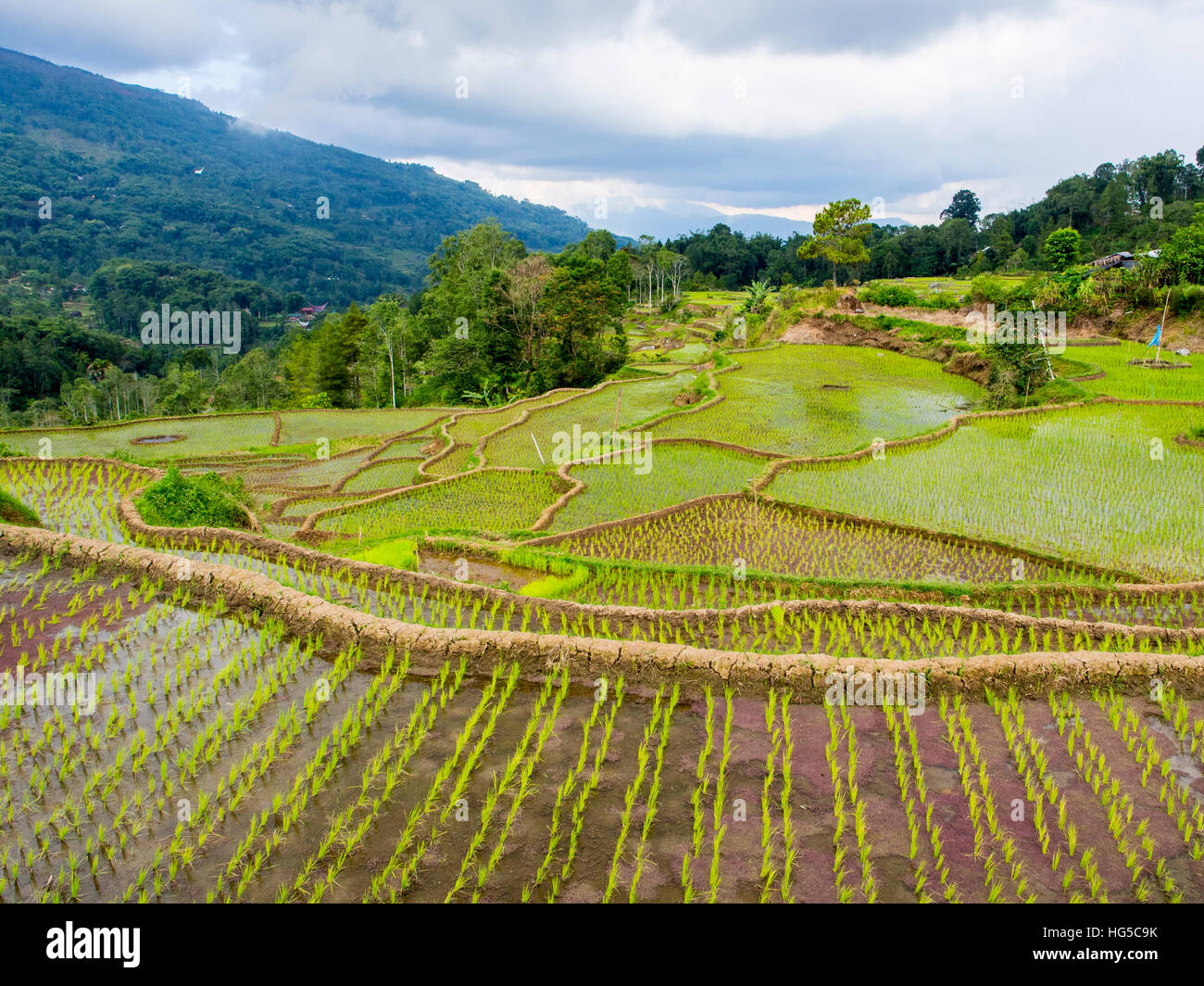 Reisfelder in Tana Toraja, Sulawesi, Indonesien, Südostasien, Asien Stockfoto