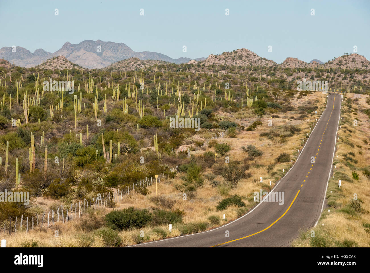 Cardon Kakteen an Hauptstraße, Baja California, in der Nähe von Loreto, Mexiko, Nordamerika Stockfoto