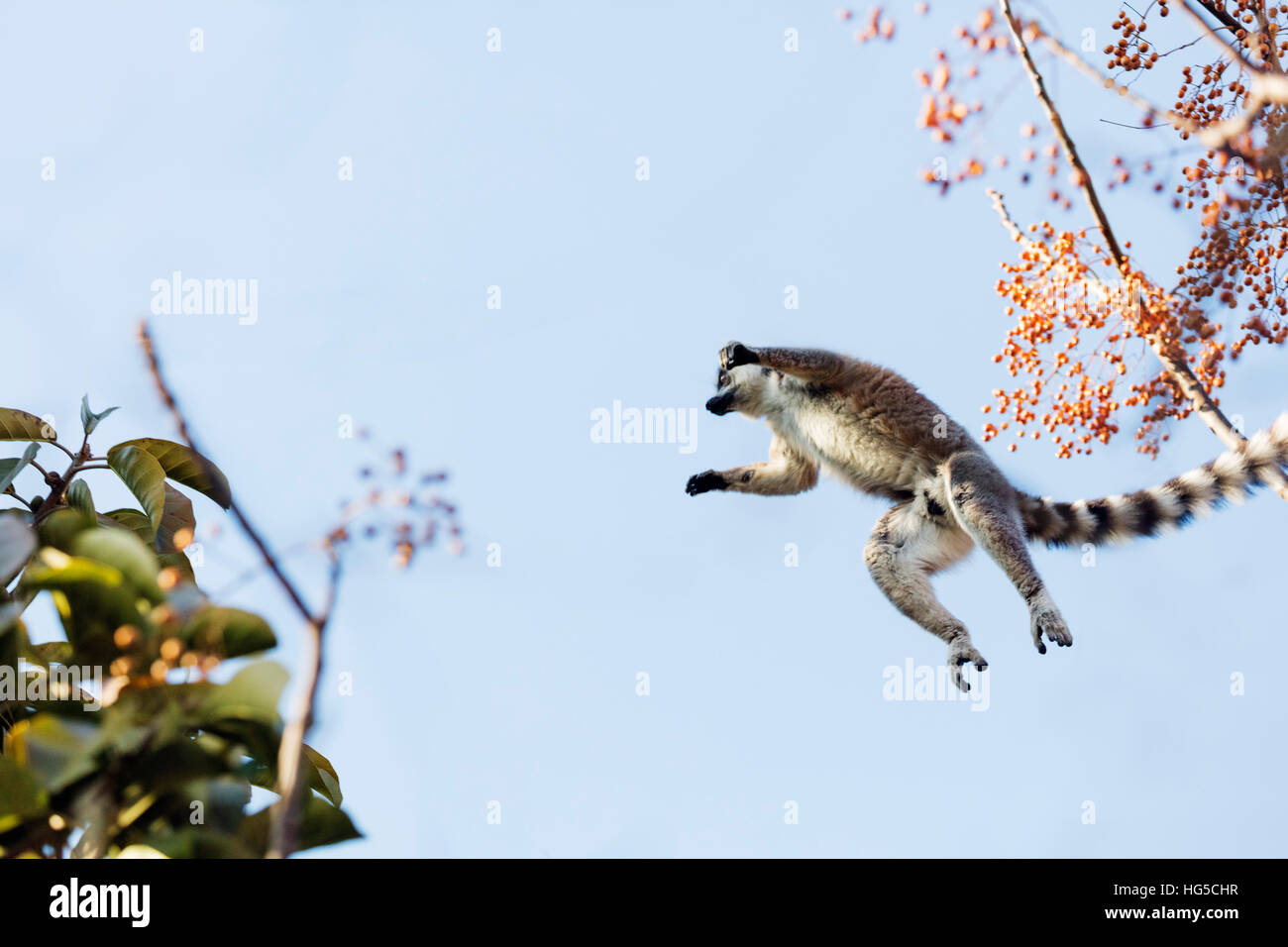 Ring-tailed Lemuren (Lemur Catta) springen in den Bäumen, Anja Reserve Ambalavao, Zentralbereich Stockfoto
