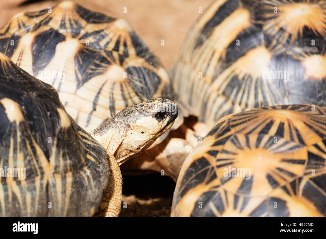 Ausgestorbene Schildkröte, vom Aussterben bedroht in freier Wildbahn, Ivoloina Zoological Park, Tamatave Stockfoto