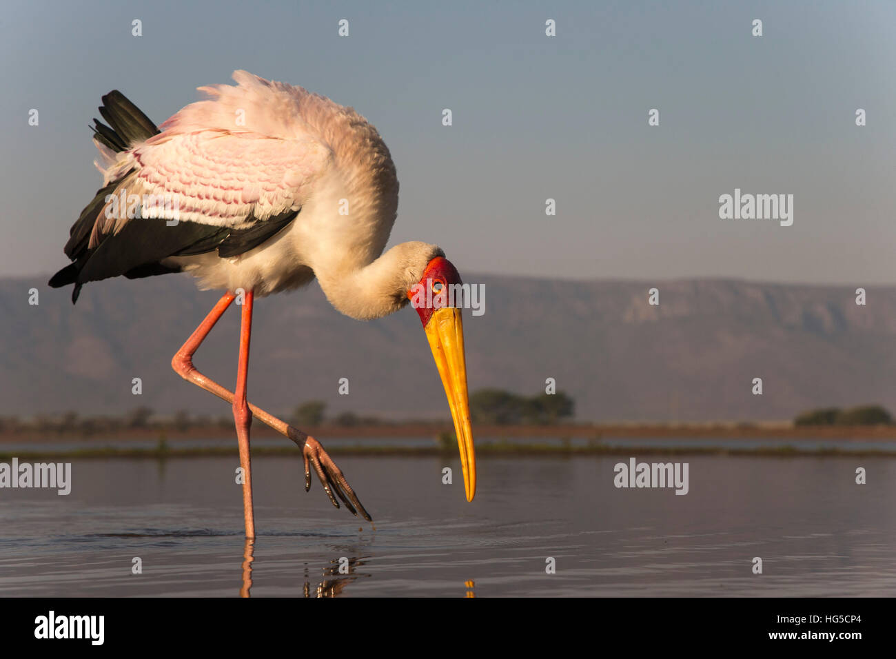 Yellowbilled Storch (Mycteria Ibis), privaten Wildreservat Zimanga Stockfoto