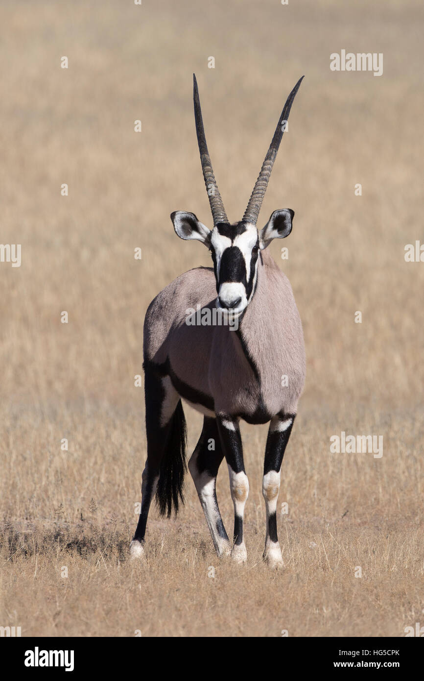 Oryx (Oryx Gazella), Kgalagadi Transfrontier Park Stockfoto