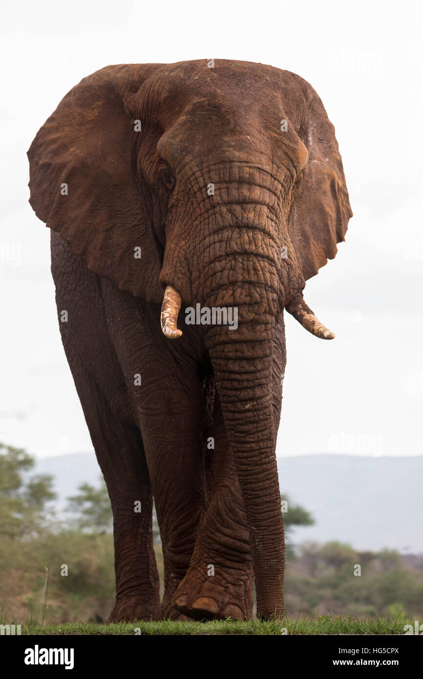 Afrikanischer Elefant (Loxodonta Africana), privaten Wildreservat Zimanga Stockfoto