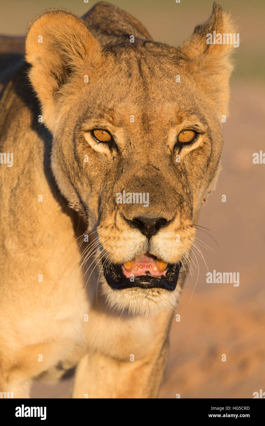 Löwin (Panthera Leo) in der Kalahari, Kgalagadi Transfrontier Park, Northern Cape Stockfoto