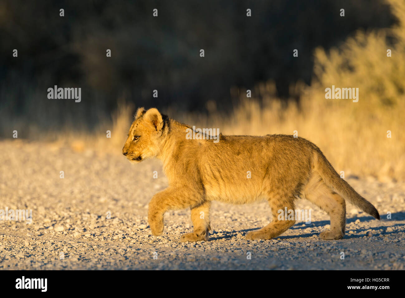 Löwe (Panthera Leo) Cub, Kgalagadi Transfrontier Park Stockfoto