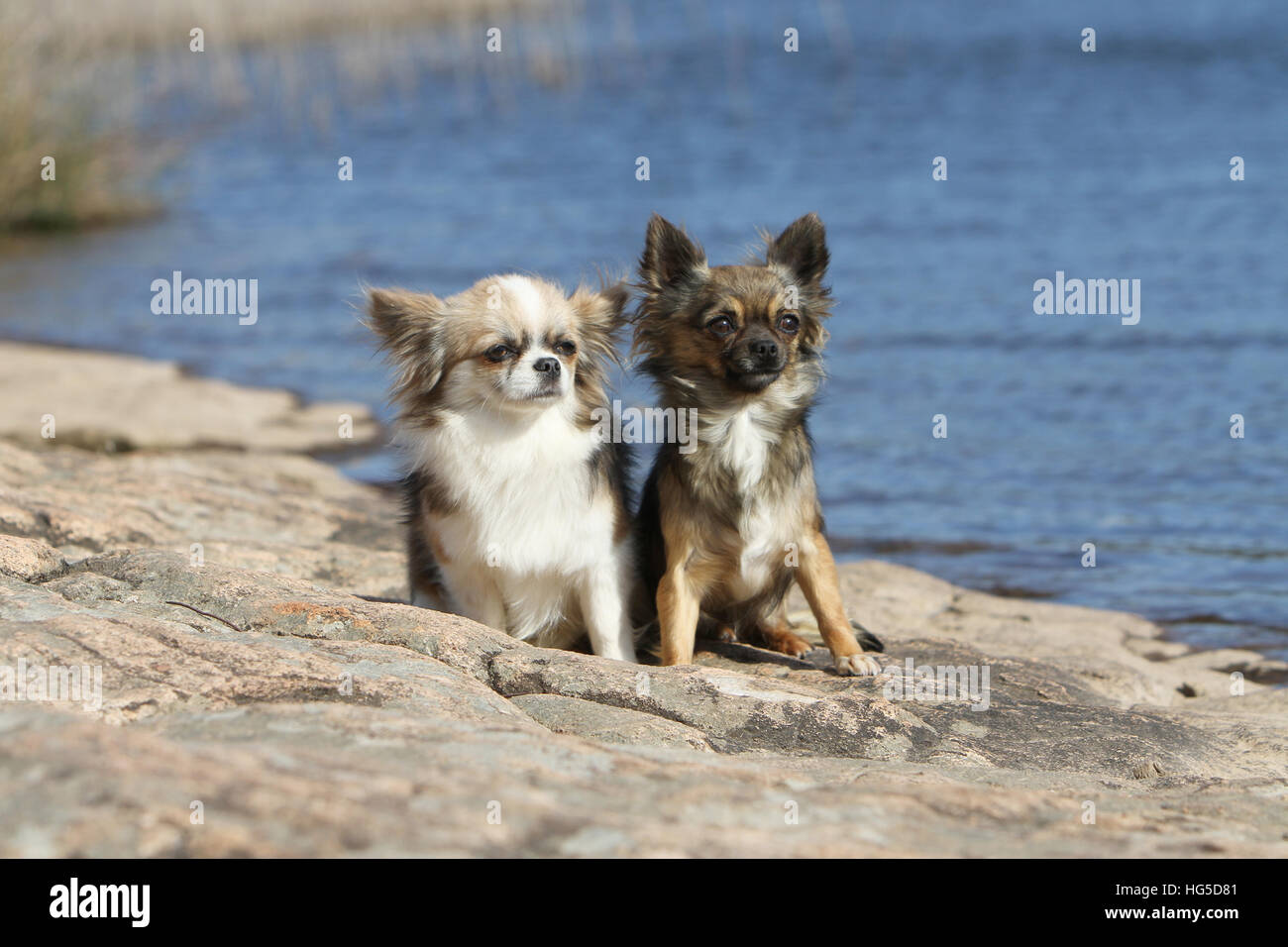Hund, Chihuahua Langhaar und Kurzhaar / zwei Erwachsene sitzen verschiedene Farben Stockfoto