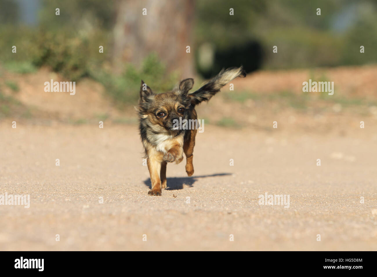 "Hund Chihuahua Langhaar Erwachsene Erwachsene Lauffläche" Stockfoto