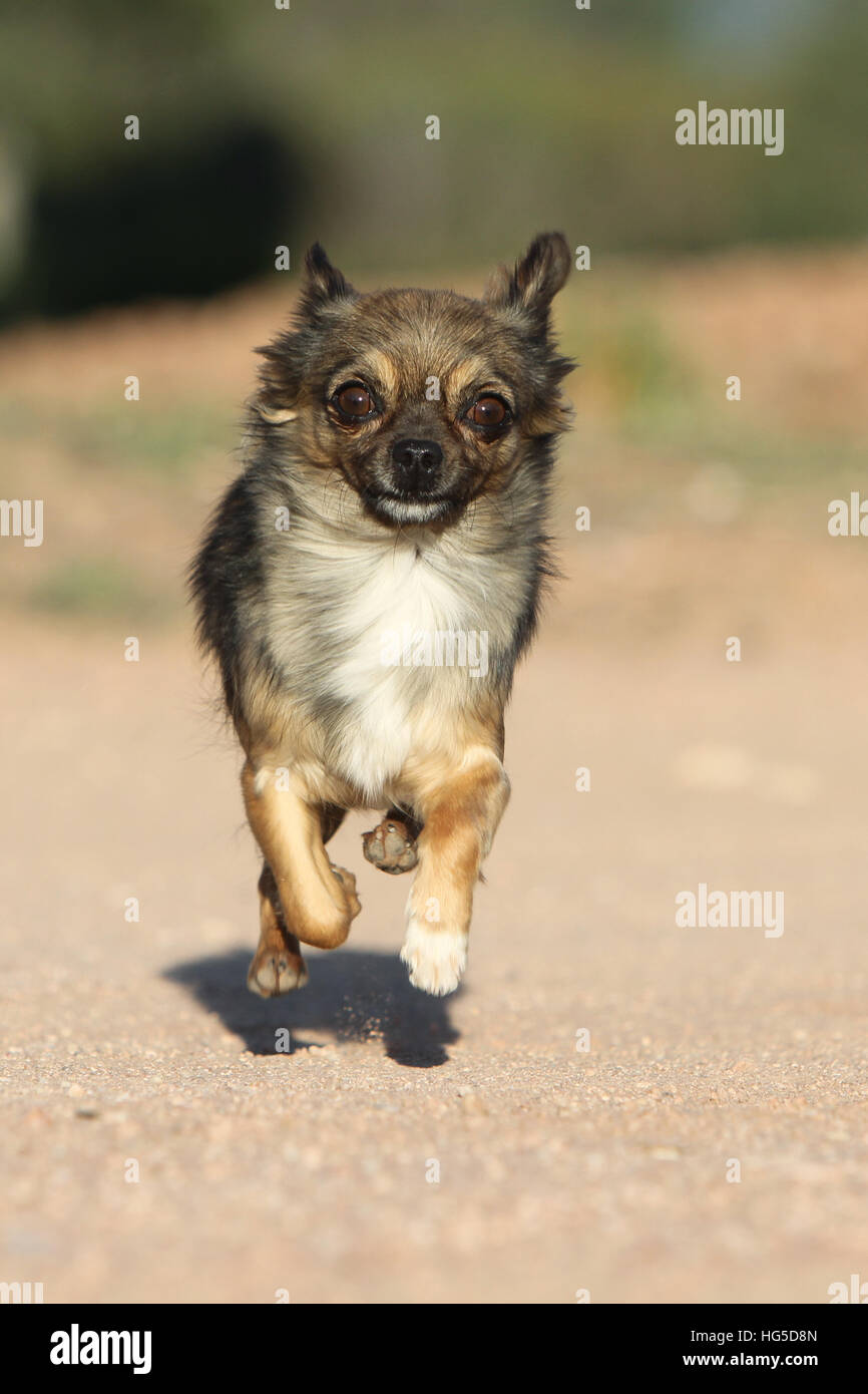 "Hund Chihuahua Langhaar Erwachsene Erwachsene Lauffläche" Stockfoto