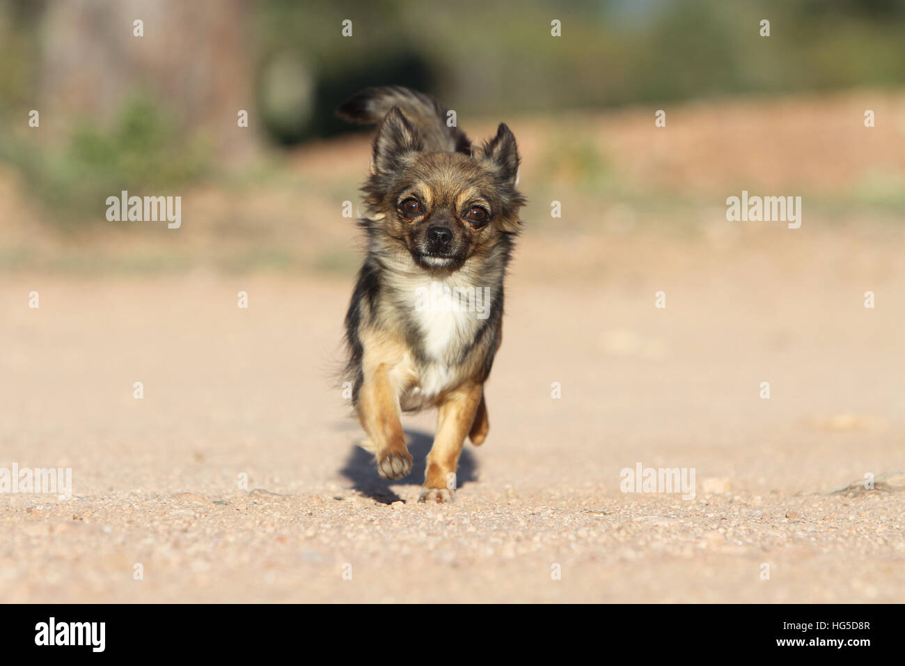 "Hund Chihuahua Langhaar Erwachsene Erwachsene Lauffläche" Stockfoto