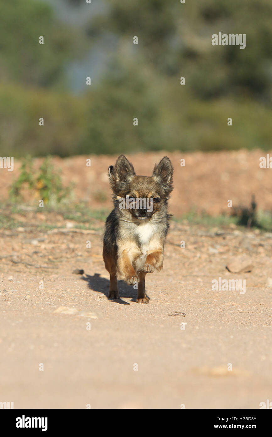 "Hund Chihuahua Langhaar Erwachsene Erwachsene Lauffläche" Stockfoto