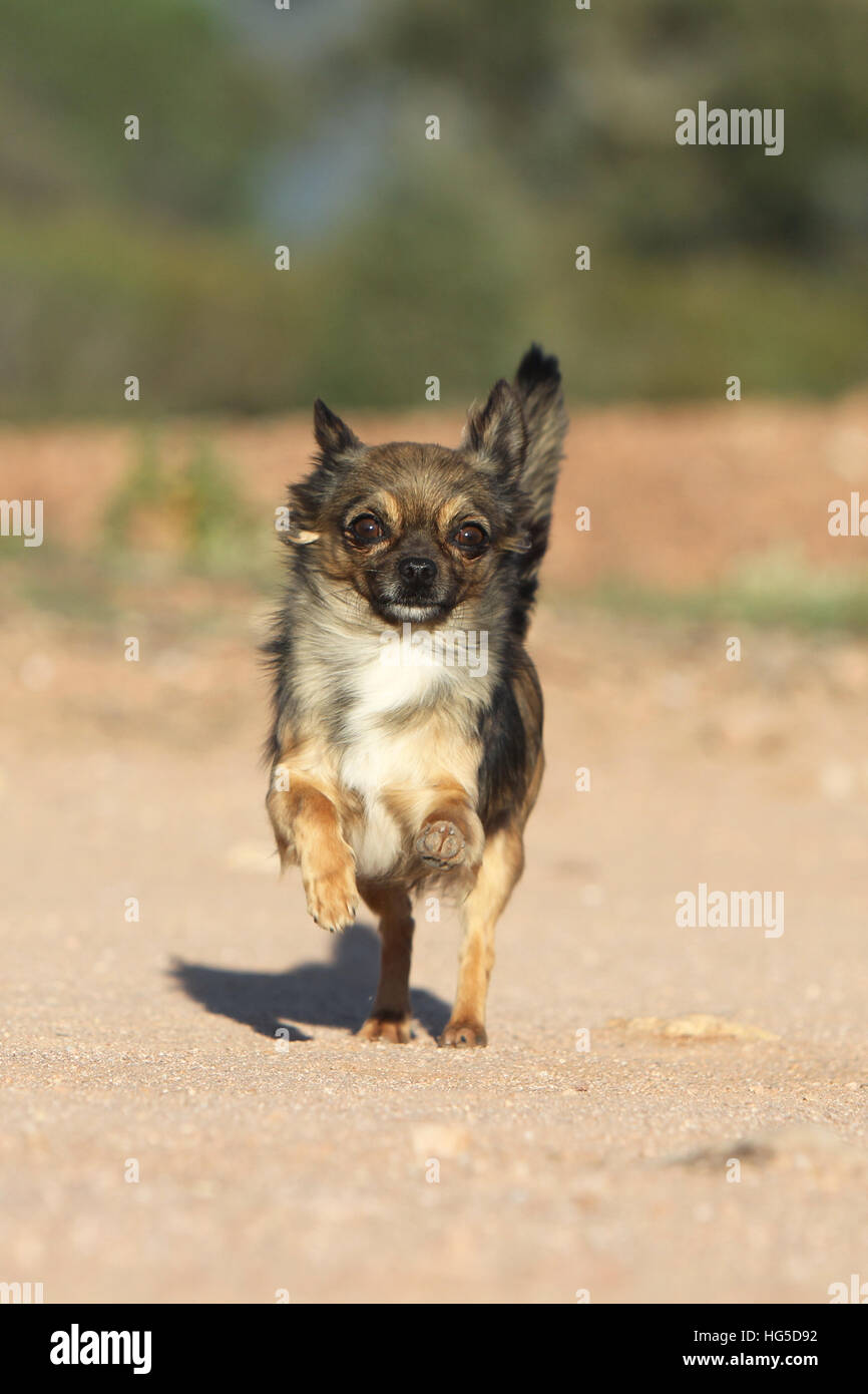 "Hund Chihuahua Langhaar Erwachsene Erwachsene Lauffläche" Stockfoto