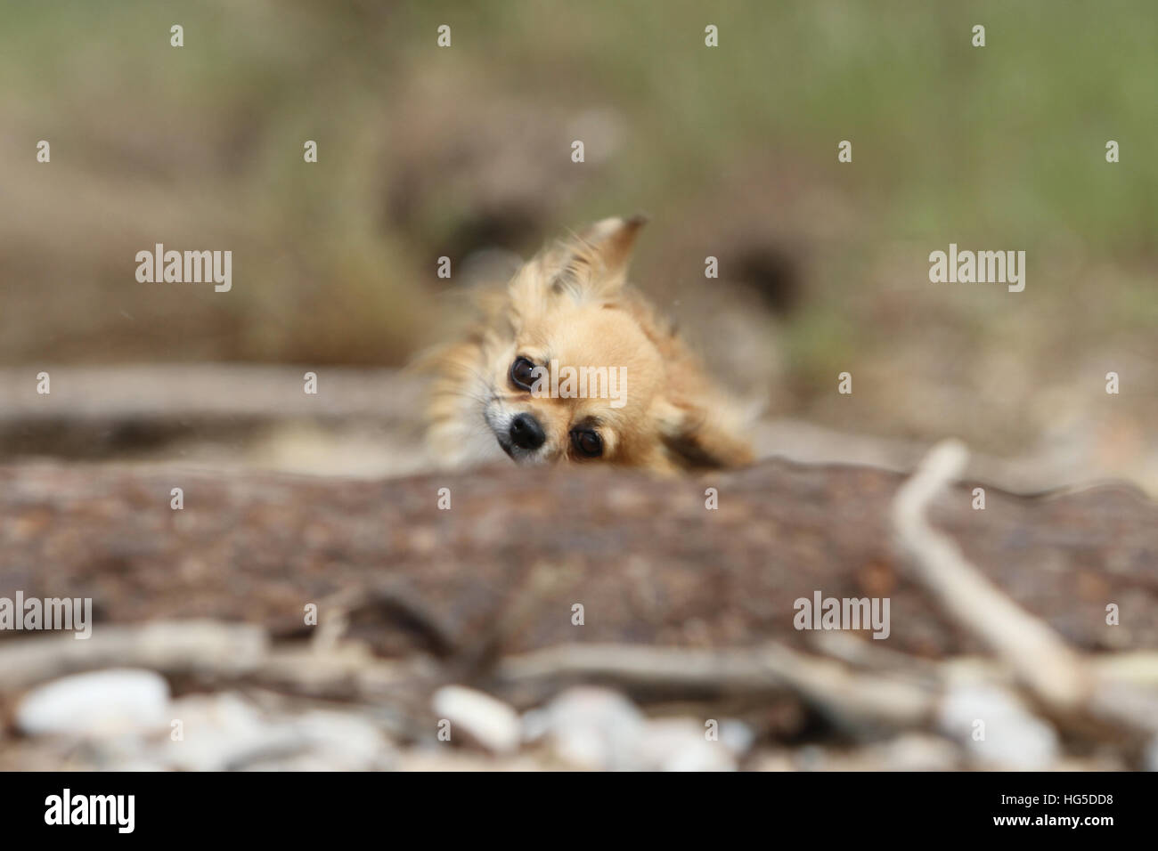 "Hund Chihuahua Langhaar Erwachsene Erwachsene springen springen Rock" Stockfoto