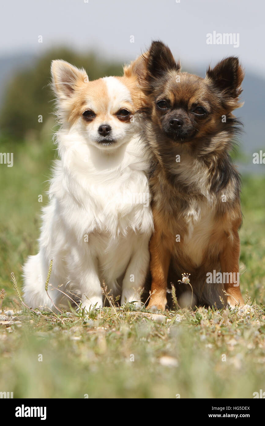 Hund, Chihuahua Langhaar und Kurzhaar / zwei Erwachsene sitzen verschiedene Farben Stockfoto