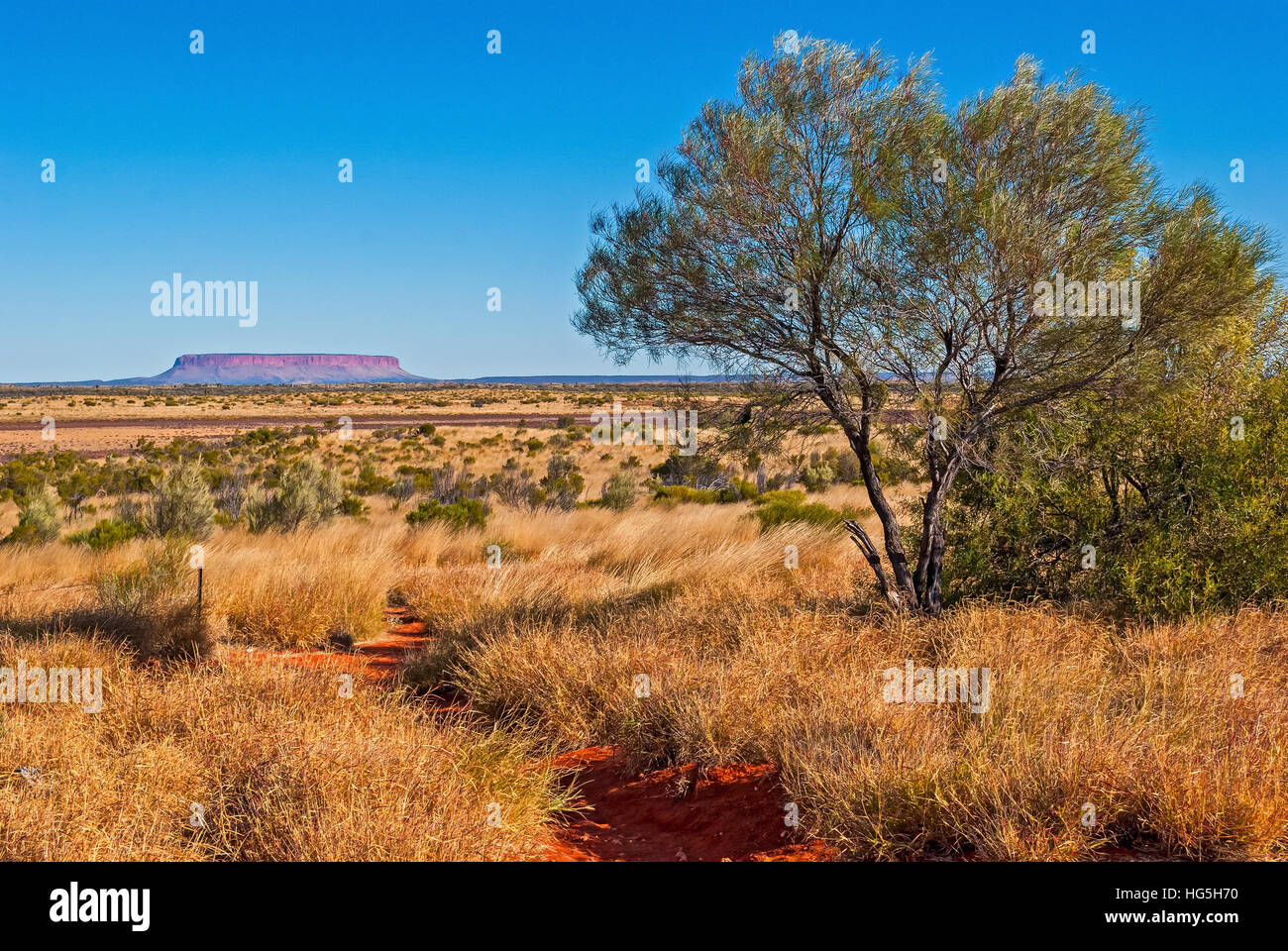 Australischen Busch (outback) Stockfoto
