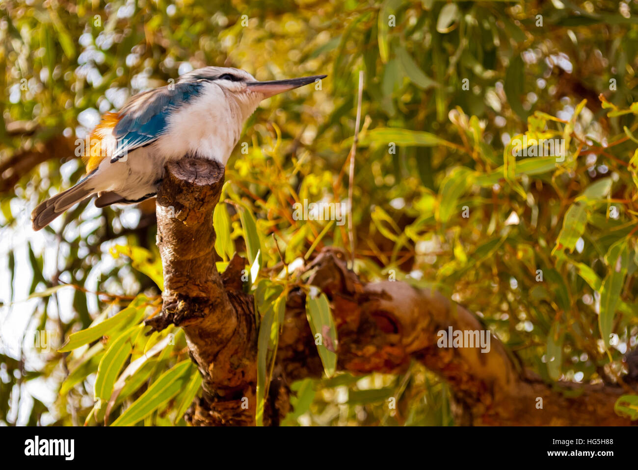 Australian Kookaburra Vogel stehend auf einem Baum Stockfoto