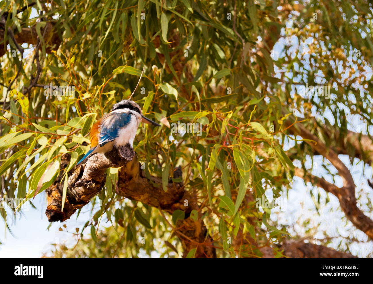 Australian Kookaburra Vogel stehend auf einem Baum Stockfoto