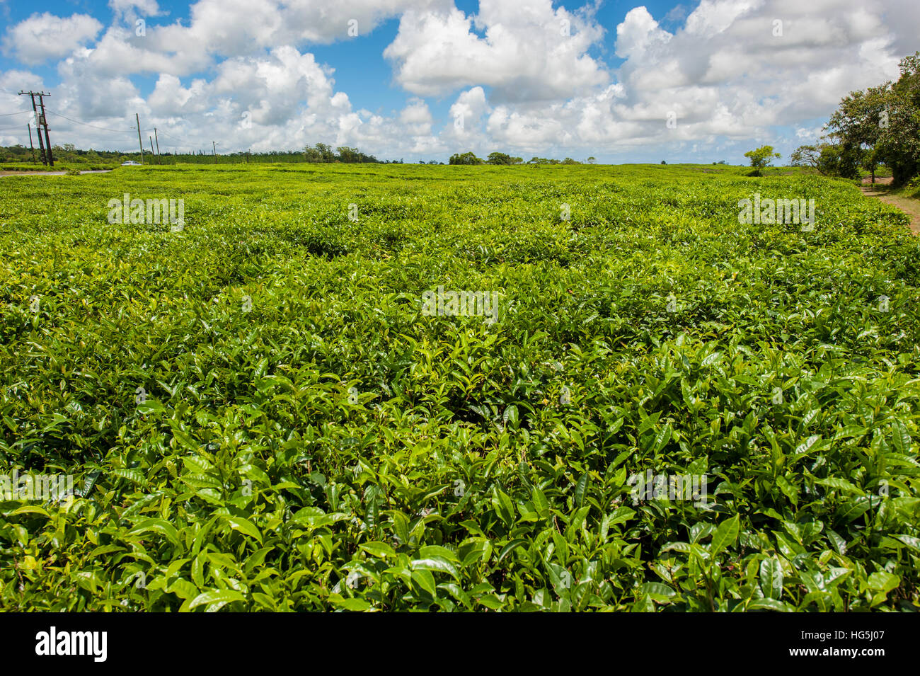 Teeplantage in Bois Cheri, Mauritius. Stockfoto