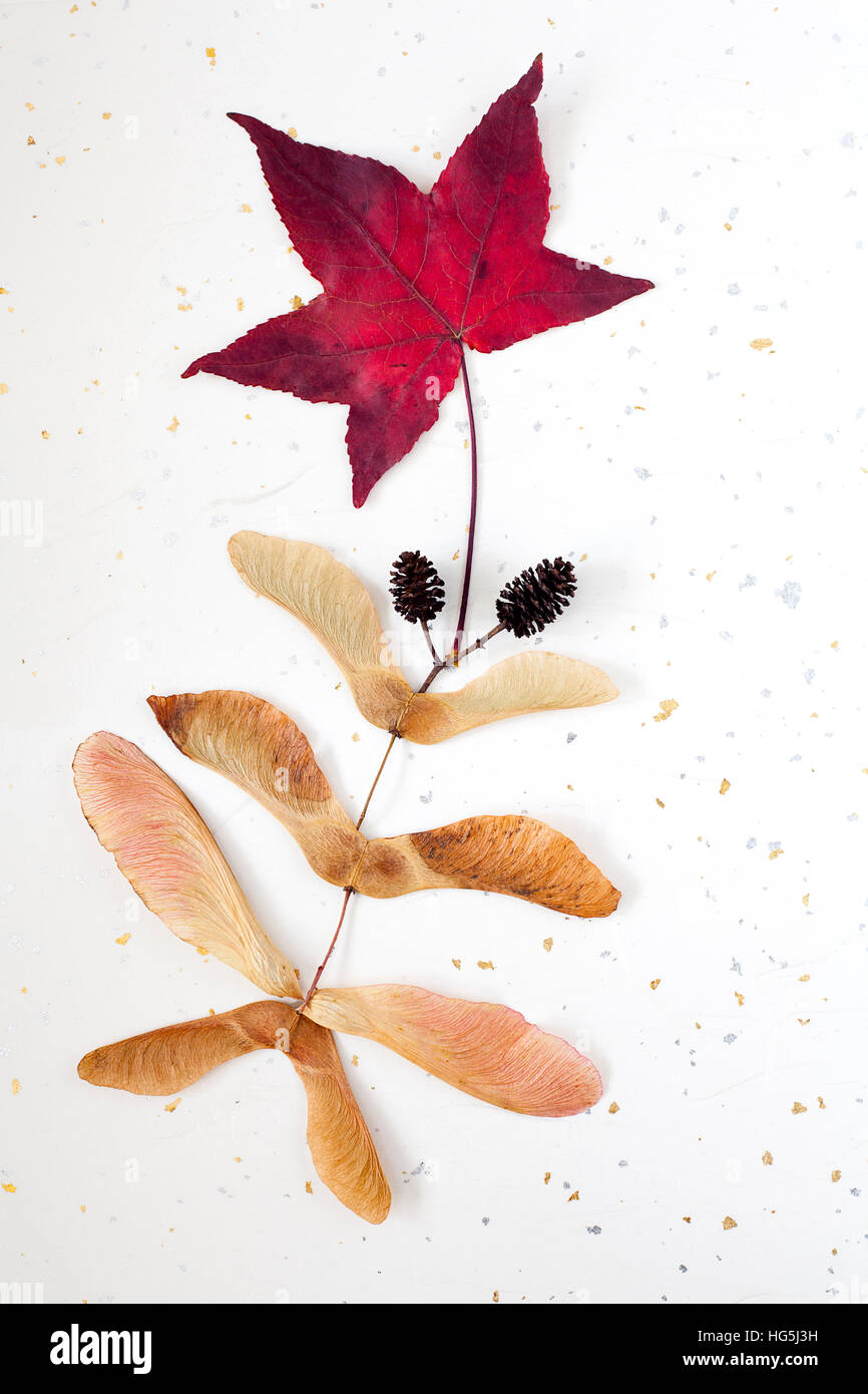 Herbst maple leaf und Samen in skurrilen Muster auf Silber und Gold strukturierten Hintergrund angeordnet Stockfoto