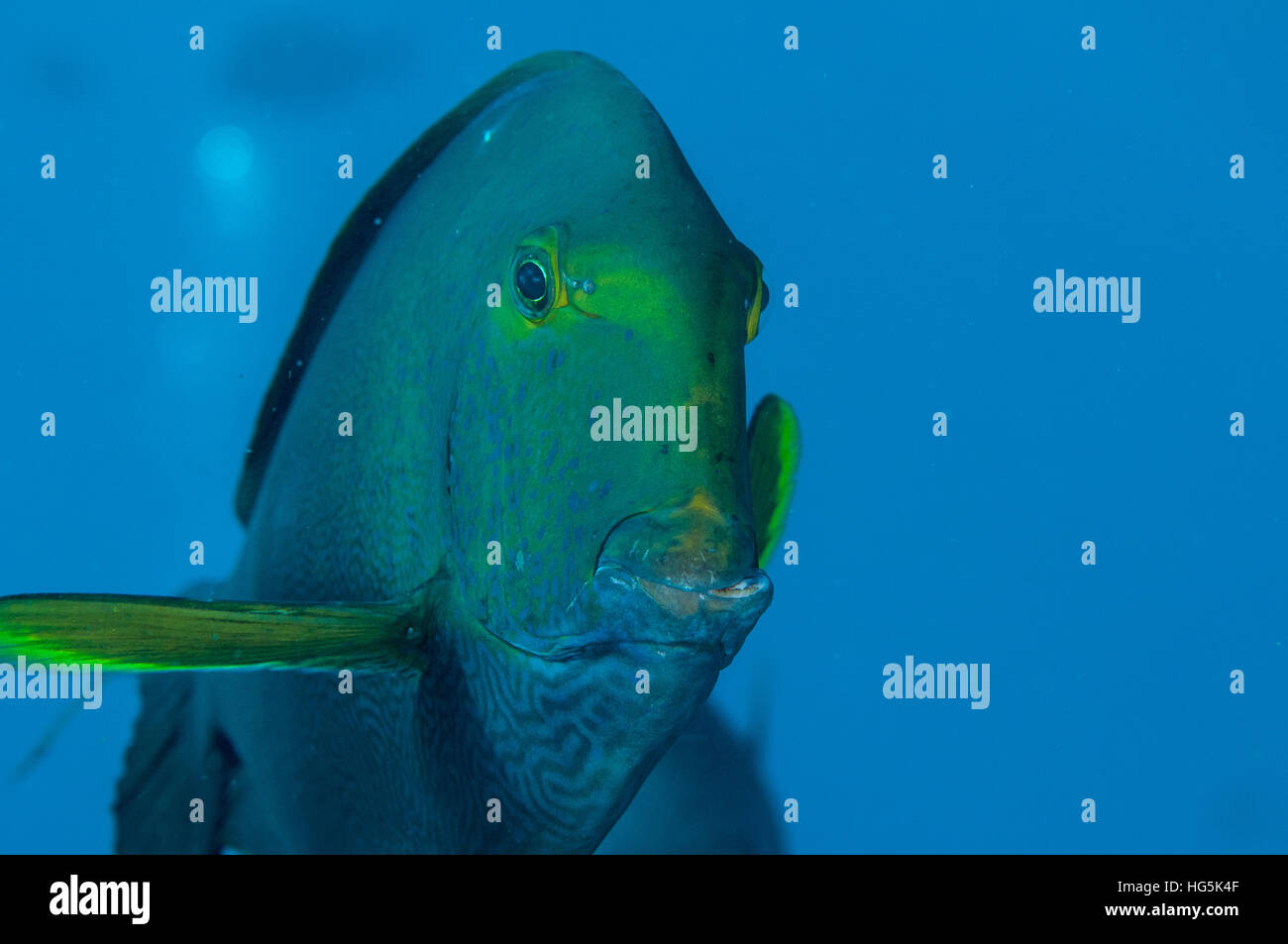 Augenstreifen-Doktorfisch (Acanthurus Dussumieri) in Bali, Indonesien Stockfoto