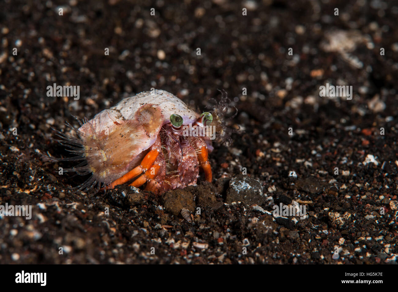 Krabbe (Dardanus Pedunculatus), Bali, Indonesien Stockfoto
