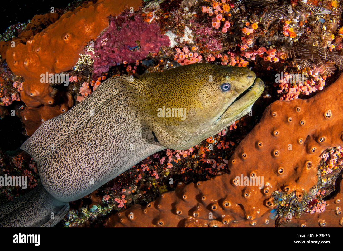 Riesen Muräne (Gymnothorax Javanicus), Bali, Indonesien Stockfoto