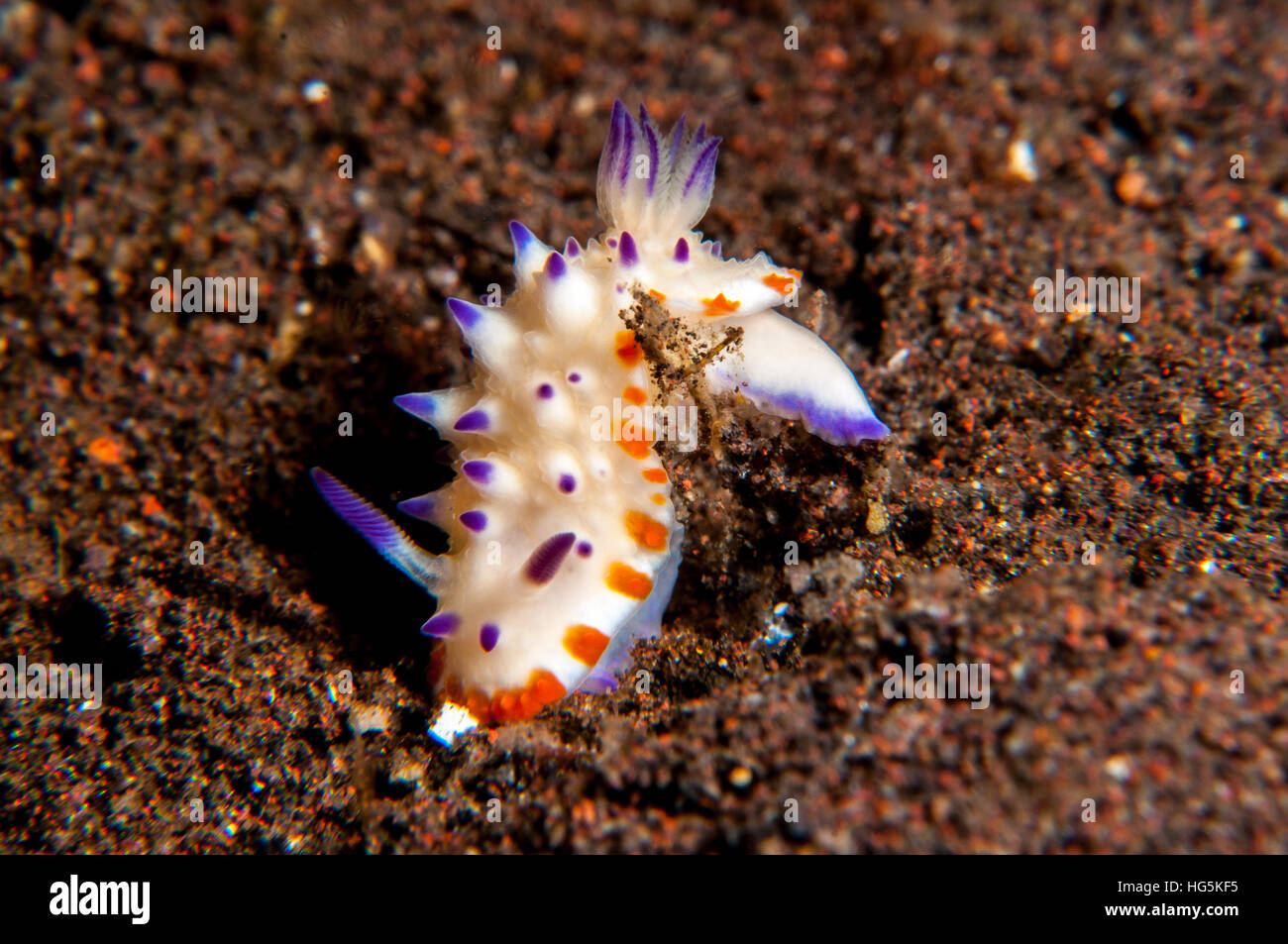 Nacktschnecken, Beau Vallon herrliche Slug (Mexichromis Multituberculata), Bali, Indonesien Stockfoto